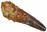 Fossil Spinosaurus Tooth - Real Dinosaur Tooth #344866-1